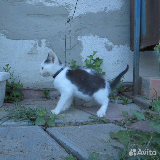 Котёнок в дар