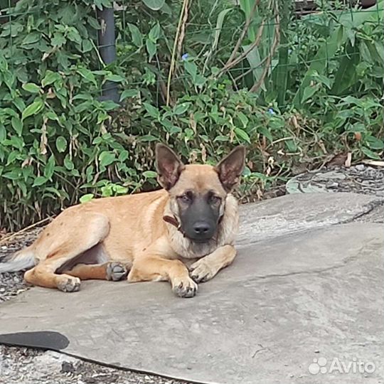 Щенок мальчик в добрые руки