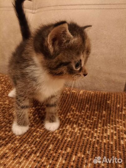 Котик в добрые руки