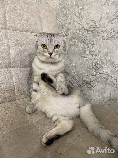 Шотландская кошка
