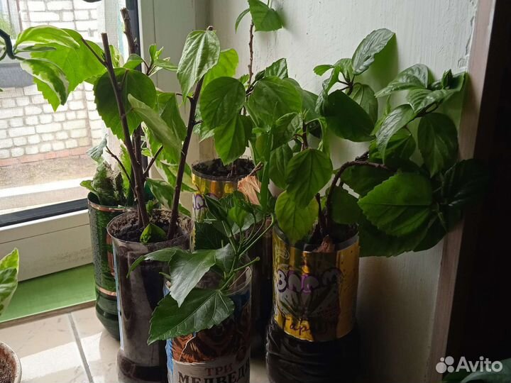 Гибискус китайсккя чайная роза