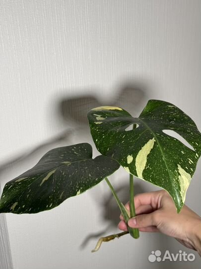 Монстера тайское созвездие