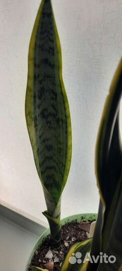 Сансевиерия лауренти