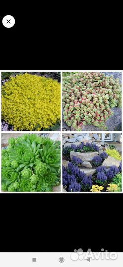 Лилии(на цвету) Растения для сада разные