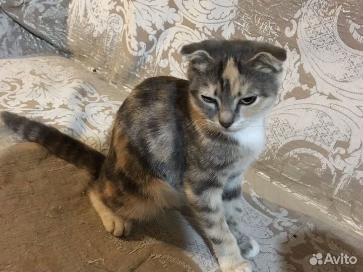 Котенок 5 месяцев девочка в дар бесплатно