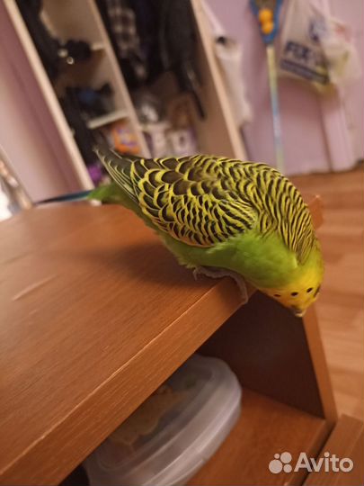 Волнистый попугай