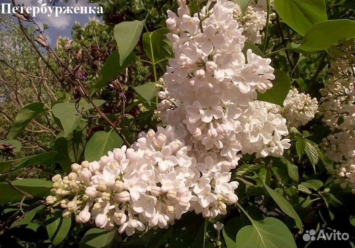 Сирень сортовая в ассортименте