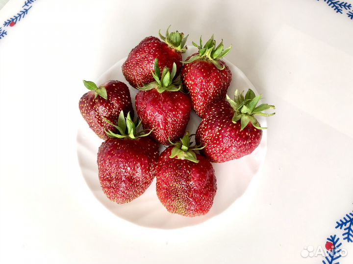 Клубника саженцы Кимберли 70 р