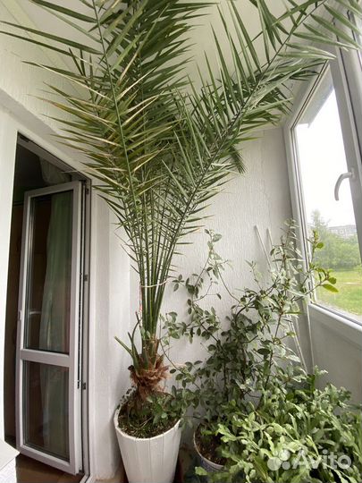 Финиковая пальма