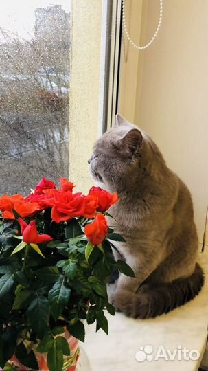 Ждём кошку для вязки