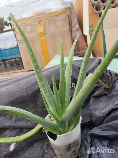 Алоэ вера 3 года