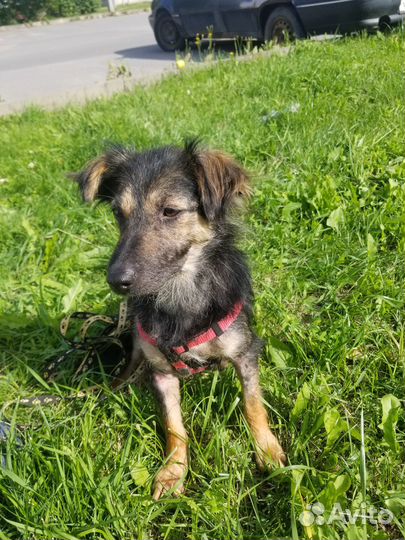 Отдам в добрые руки