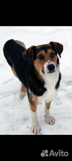 Добрая собака Марта ищет дом