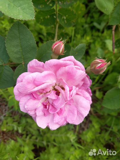 Чайная роза кустовая