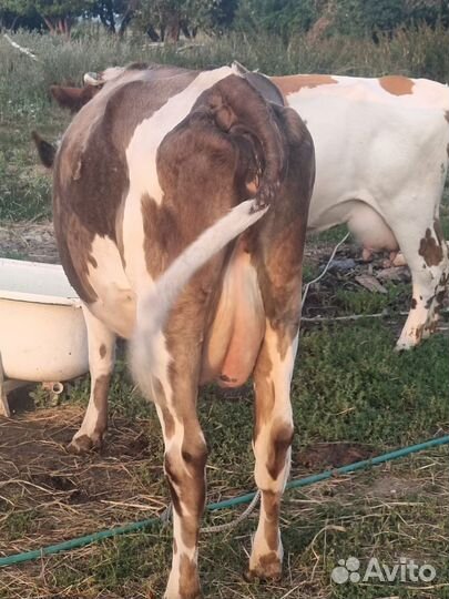 Бычки и Коровы