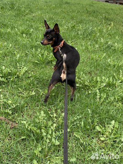 Пинчер ищет невесту