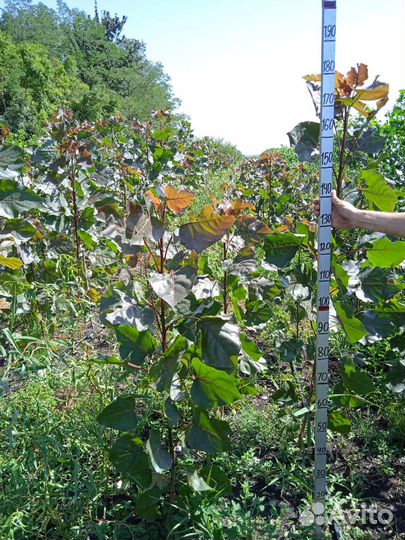 Тополь красный дельтовидный Пурпл Тауэр