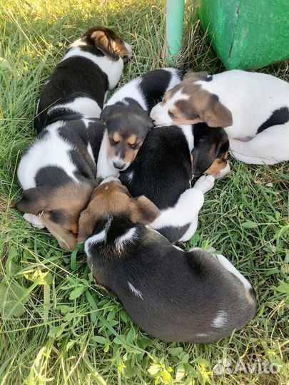 Щенки от эстонской гончей