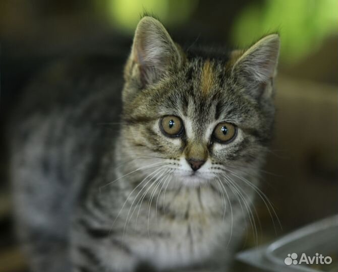 Котенок живет на теплотрассе, нужна семья