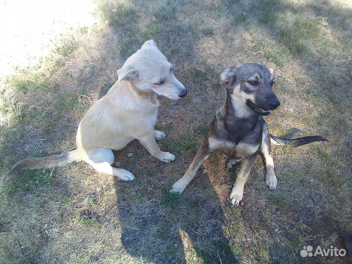 Щенята в добрые руки