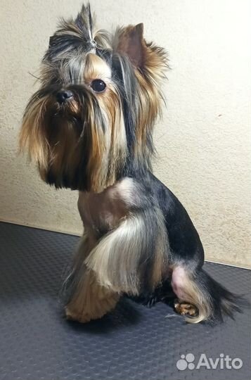 Йоркширский терьер