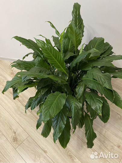 Женское счастье крупное спатифиллум