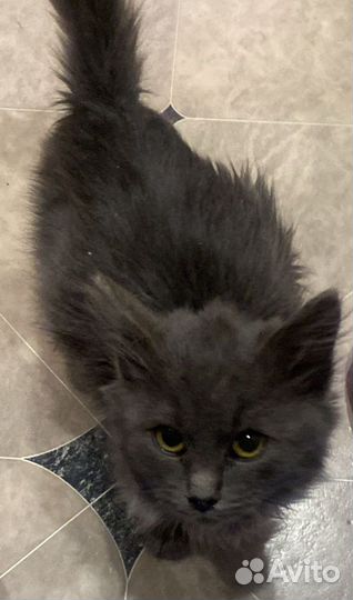 Котенок в добрые руки