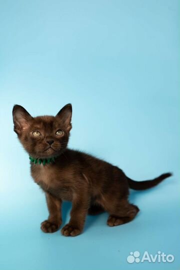 Котёнок Европейской Бурмы