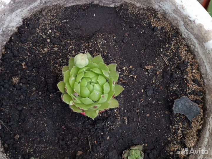 Растения для флорариума