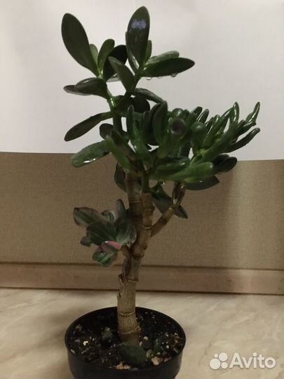 Красула (толстянка) сортавая