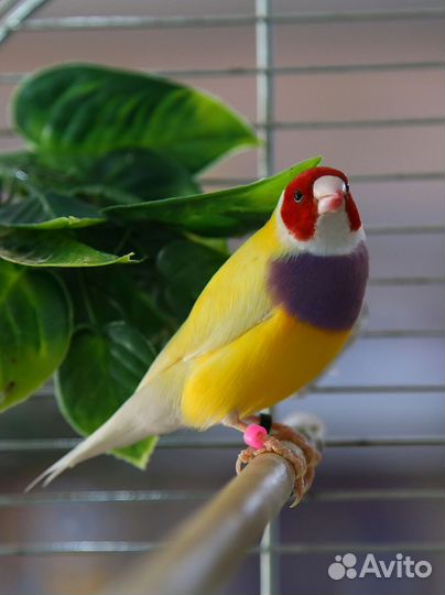 Амадины гульда