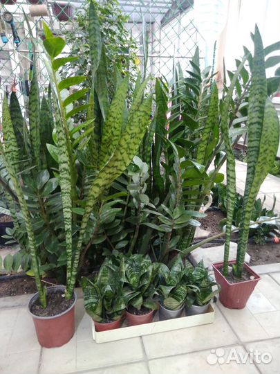 Продам цветы комнатные