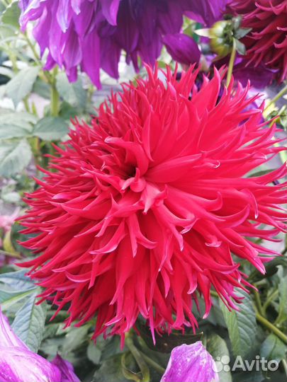 Георгин клубни Джексон