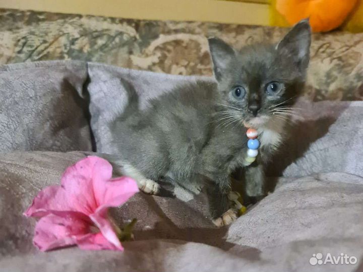 Котята 1 месяц 10 штук в дар