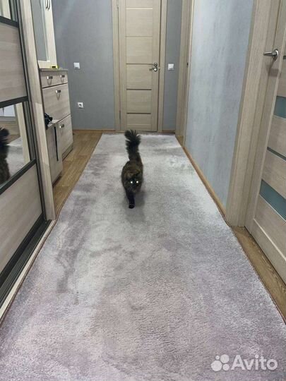 Ковровое покрытие