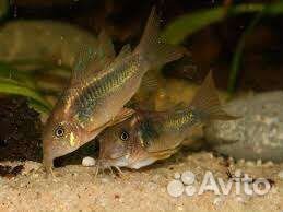 Аквариумные рыбки