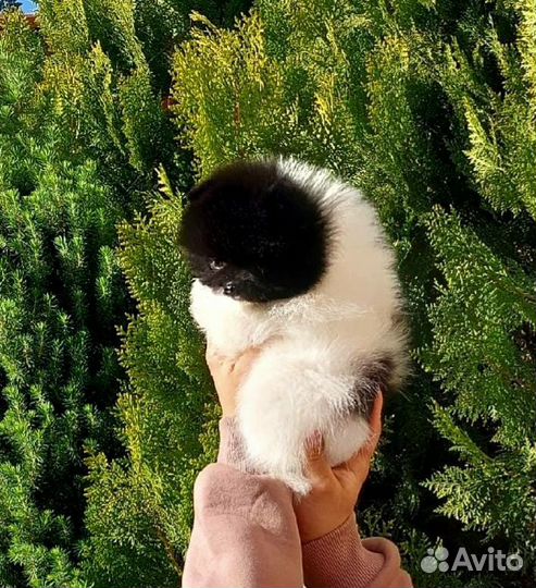 Щенки шпица