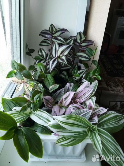 Традесканция сортовая микс