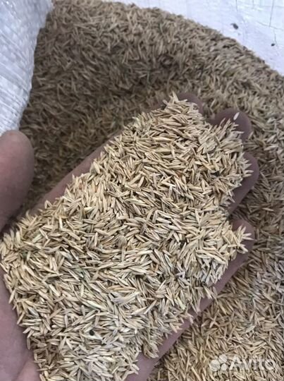 Семена многолетних трав оптом и в розницу