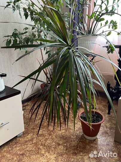Пальма драцена