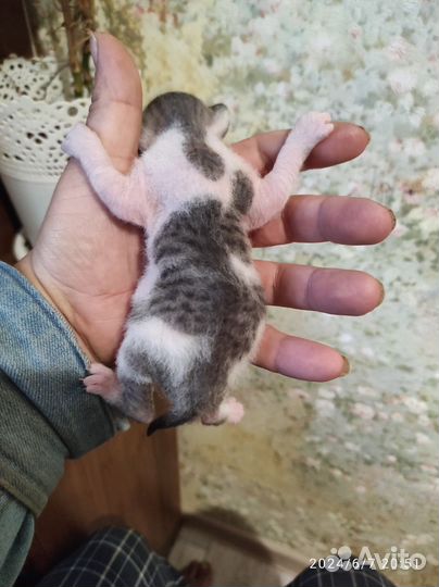 Донской сфинкс котята