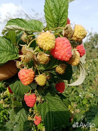 Саженцы малины Бабье лето 2, Полька, Московская др