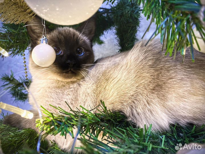Ищем котика для тайской кошки