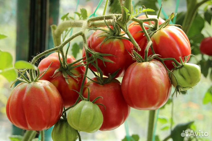 Помидоры свежие домашние