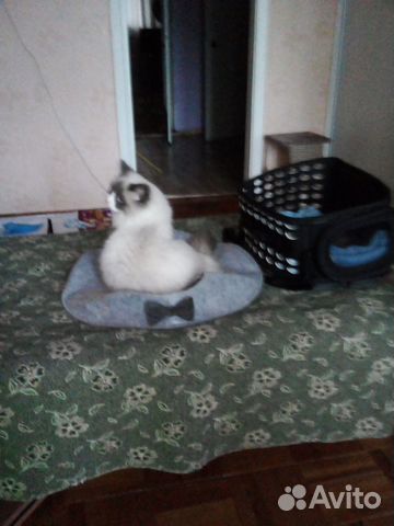Продам кота рэдголл мальчик привит кастрат