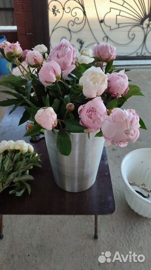 Цветы пионы от производителя