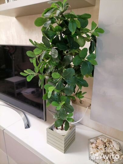 Шефлера мини-дерево