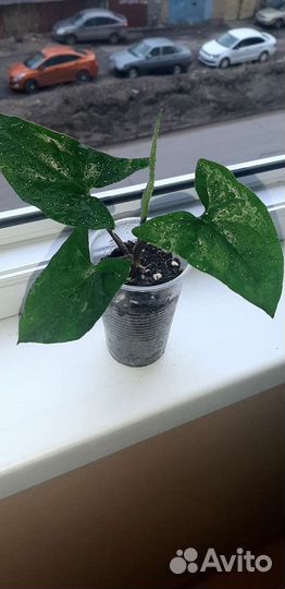 Излишки комнатных цветов