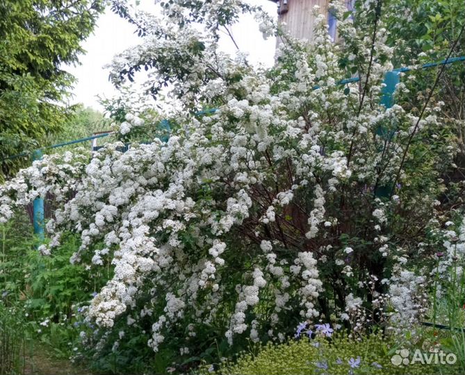 Живая изгородь