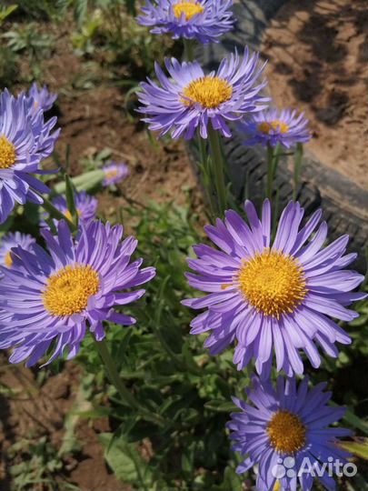 Садовые многолетние цветы